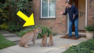 Starving Mother Bobcat Brought Cubs To Stranger's Yard. What Happened Next LEFT EVERYONE IN TEARS!