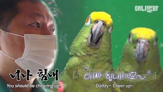 세상에서 제일 웃긴 앵무새 영상 (혼자보기 아까워서 풉니다)ㅣ Parrot Renders Sorrow In Songs