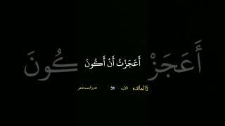 #سورة المائده الايه 31  #القرآن_الكريم  #quran  #صدقه جاريه للوالدين #احمد الشافعى