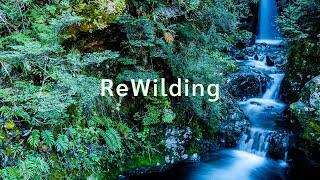 ReWilding Explained | Stephan Harding