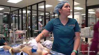 Spay/Neuter Patient Care: Manual Anesthesia Monitoring