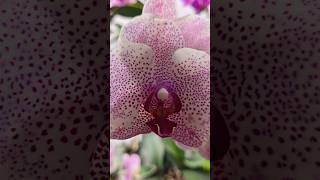 Sesame in bloom 05.25.25 #orchid #phalaenopsis #orchidlover #orchidbloom #orchidcollection #orchid