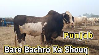 Punjab Me Bare Bachro ka Shouq ||