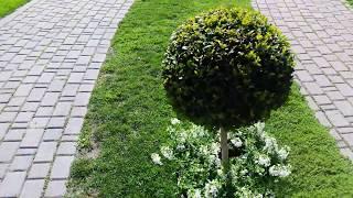 Perfectly rounded shrub