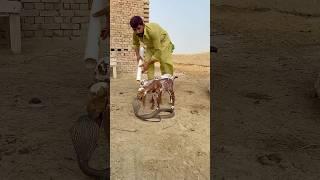 How a man saved his baby goats from a snake