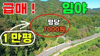 (급매매) 임야 1만평 싼땅 토지..! 홍천서면 싸게나온 임야 ㅣ 임업인이나 임업후계자 분들께 추천합니다 #임야만평#임야싼땅#임야1만평