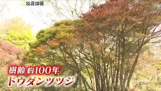 樹齢約100年「ドウダンツツジ」も色づく　六甲高山植物園で紅葉が見頃