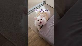 할말은 하는 고양이?!  #cat#강아지#고양이#pets#cute#funny#웃참#랄랄#진짜배기#하루#모카