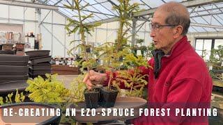 Recreating an Ezo Spruce Forest Planting