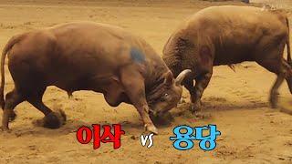 #이삭(홍) vs #용당(청), 용당 1R 승 #청도소싸움왕중왕전 4강전 51/1 병7 (241221)