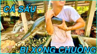 Review Cá Cảnh Còn Sống Sót Sau Những Ngày Nắng Hạn |ATK