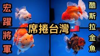 金魚系列-世界銘場將軍金魚出品的酷斯拉高身泰獅席捲臺灣,將軍進魚再次進化，超高身型衝擊視覺感受,不要問我哪裡不一樣,放在魚缸裡就是不一樣,帶大家來去看看最新版的酷斯拉金魚