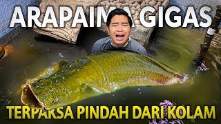 TERPAKSA MINDAHIN ARAPAIMA GIGAS DARI KOLAM BUTEK! KONDISINYA SEKARANG JADI BEGINI!