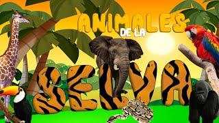 Animales de la Selva para niños | Sonidos de animales | Videos educativos | LeoFunTv