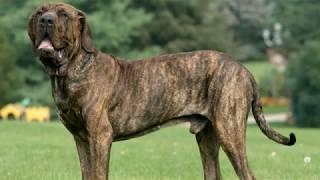 Fila Brasileiro - large dog breed