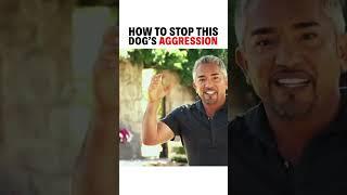 How to stop this dog’s aggression! #dog #dogtraining