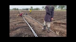 A day in the life of a onion farmer in Kenya | Land preparation