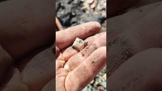 We found Gold! #bestvideo #bestvideos #mudlarking #mudlarkingfinds #mudlark