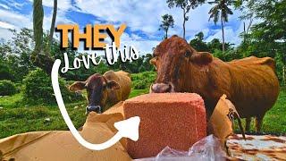 Cows Have Been Waiting For This  | FARMING IN SAMOA | SAMOANFARMER‍