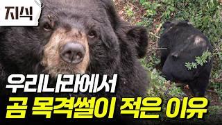 “산에서 곰 봤다는 얘긴 못 들어봤어” 호랑이 봤다는 얘긴 많은데.. 우리나라에서 곰과 마주치기 힘든 이유 #역사 #EBS지식