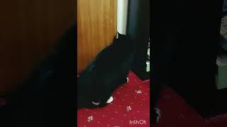 Cat finally learns how to open the door