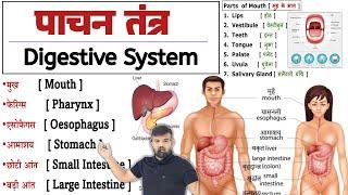 Digestive System - पाचन तंत्र | Anatomy and Physiology | Stomach | Intestine | Liver | Pancreas