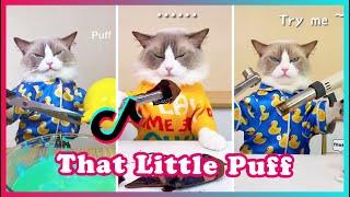 That Little Puff | Tiktok Compilation | Funny Meow Chef Cat Cooking