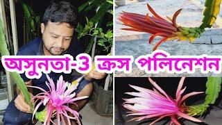 অসুনতা-3 ড্রাগন ফুলের ক্রস পলিনেশন । Asunta 3 Cross Polination । Rare Verity Dragon #dragon