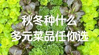 【秋冬种什么】打造品种丰富的秋冬菜园｜2021 Fall/Winter Gardening