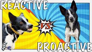 PROACTIVE Tips You Can Teach Your REACTIVE Dog With Positive Training