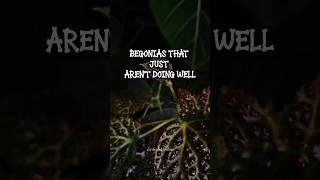 ‍️ #plants #plantcare #houseplants #begonia #indoorplants #indoorgardening