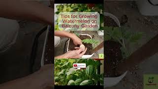 Tips for Growing Watermelon on Balcony-Garden #shorts #instructions #funny #farming #balcony