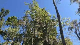 New Orleans Swamp Tour