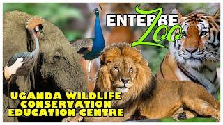 Exploring Entebbe Zoo | Uganda Wildlife Conservation Education Centre | Nasyas Wonders