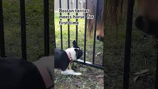 Boston terrier meets miniature horse for first time. #horse #cute #smile #laugh #bostonterrier