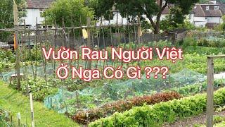 Vườn Rau Người Việt Ở Nga Có Gì??? Что Есть В Огороде У Вьетнамца???