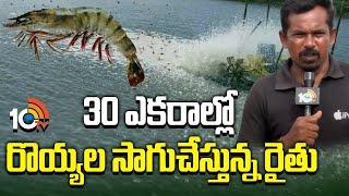 30 ఎకరాల్లో రొయ్యల సాగుచేస్తున్న రైతు | Prawn Farming In 30 Acres | Matti Manishi | 10TV