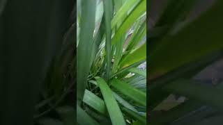 #shortvideo #nature #lifeisbutadream #naturalfarming
