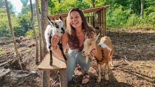 Adding GOATS to our Tennessee Homestead