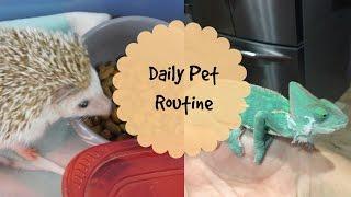 Daily Pet Routine (Caring for 10+ Pets!)