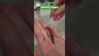 Слизень сегодня #nature#animals#slug#animals#животные#слизень#youtube#ютуб#video#видео#i#я#youtuber