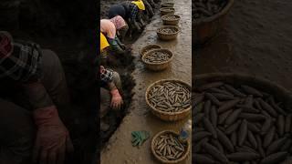 Why Chinese Love To Eat Razor Clam Fish? By Shiksha SQUARE