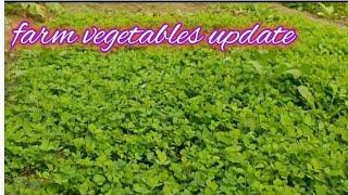 Farm update || vegetables & plants