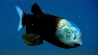 Barreleye Fish  A Fish With TRANSPARENT Head!