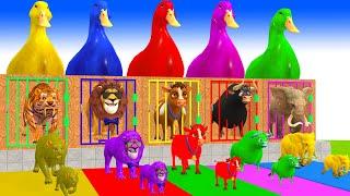 5 Giant Duck Cartoon,Cow,Elephant,Lion,Tiger,Buffalo Paint Wild Animals Crossing Fountain Animation