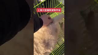 逛上海最大的狗市！上海大型猫狗宠物市场来啦！买猫买狗推荐 #pets #animals #狗狗 #萌寵 #狗市