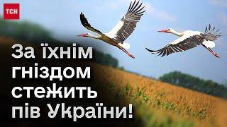  Вони прилетіли, попри усі забобони! Історія вже медійної пари лелек