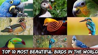 "Winged Wonders: Top 10 Most Beautiful Birds in the World"