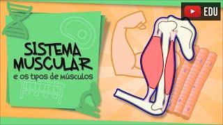 Tecido Muscular - e os tipos de músculos