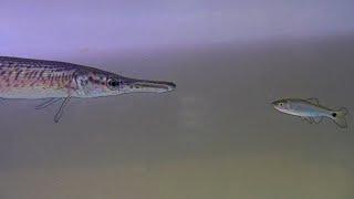 Pet Alligator Gar Vs. Shiner